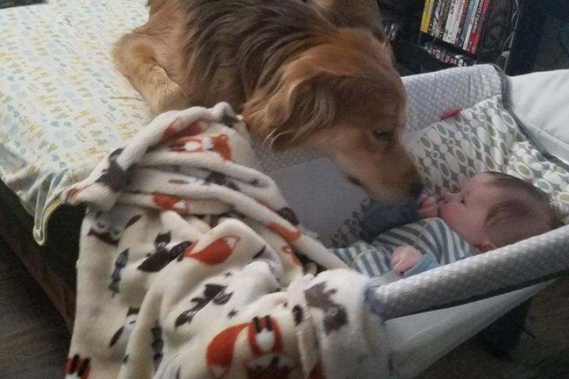 a dog sniffing a baby
