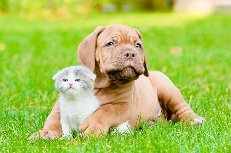 dog and kitten lying in the grass