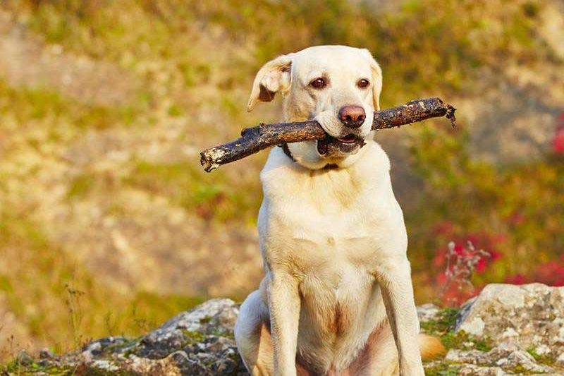 dog holding a stick in its mouth