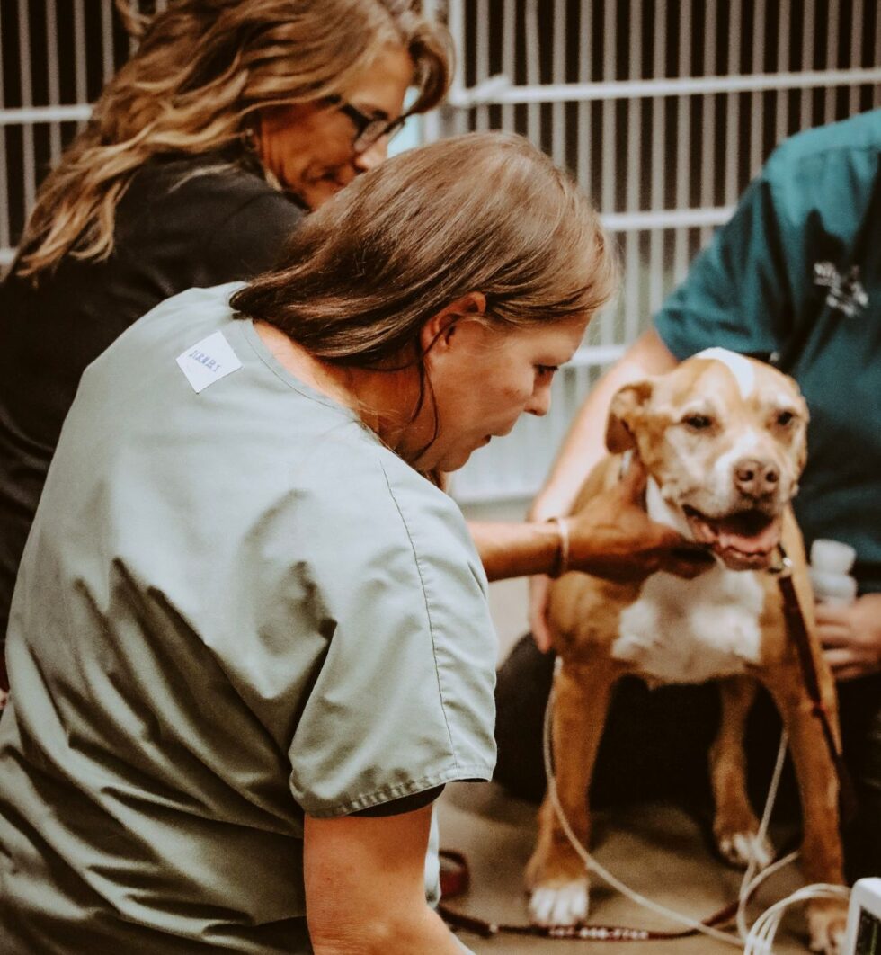 Pet Anesthesia & Monitoring In Riverton, WY The Stock Doc