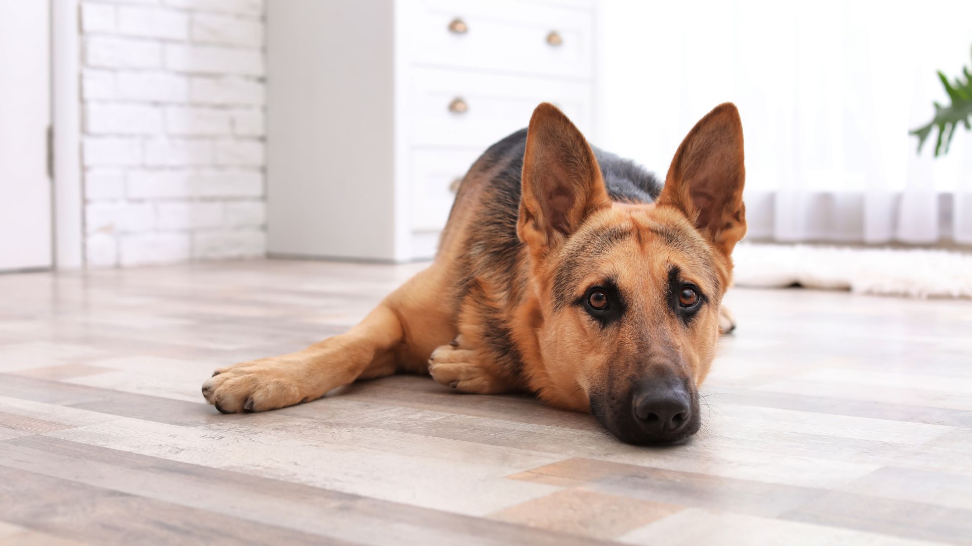 Pet BAER Testing In Riverton WY The Stock Doc Vet Services