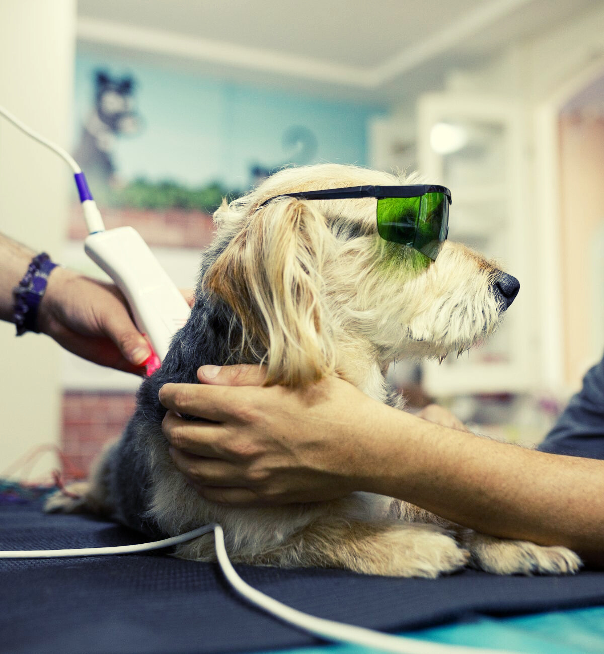 Dog getting laser therapy