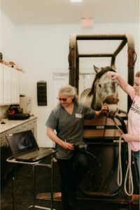 vet team doing endoscopy on a horse
