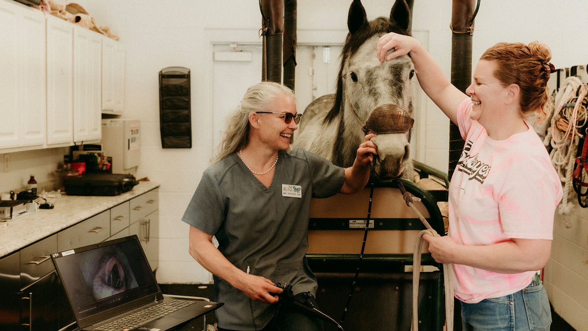 Vet professionals doing an endoscopy on a horse