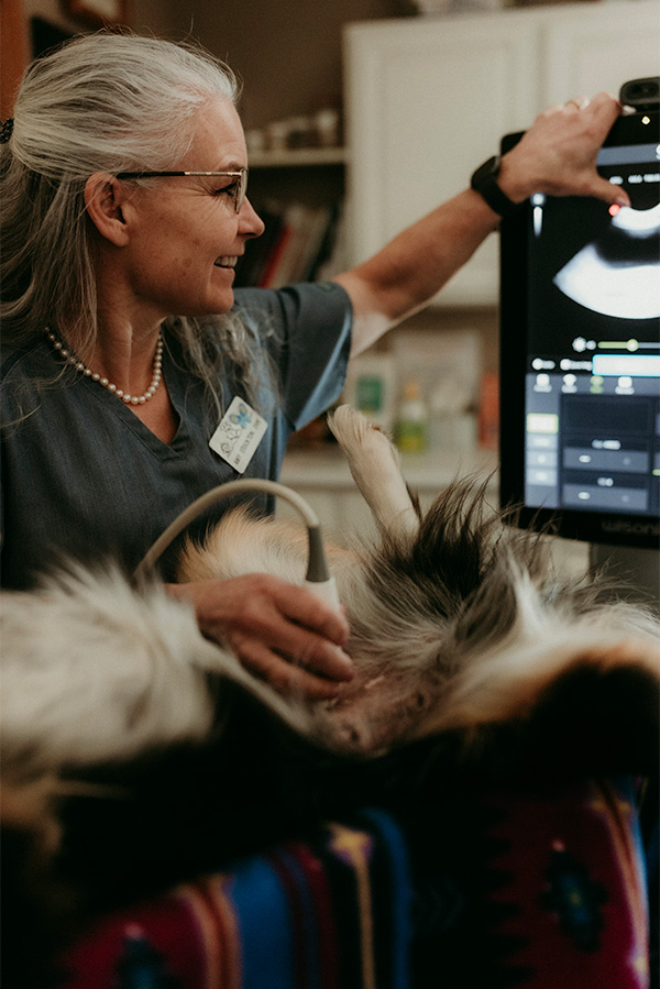 Cat having ultrasound scan