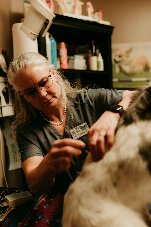 Vet holding a needle to dog's head