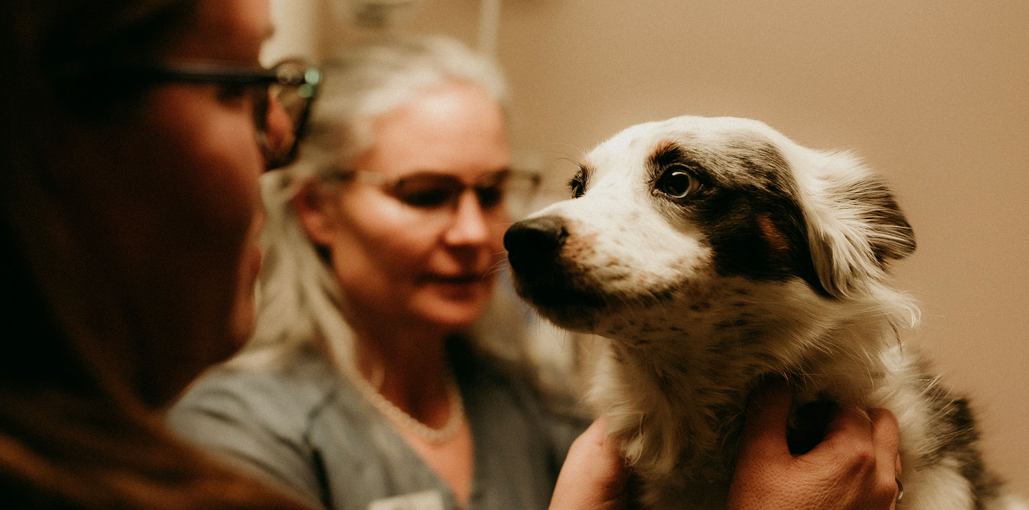 Pet Dentistry In Riverton, WY The Stock Doc Vet Services