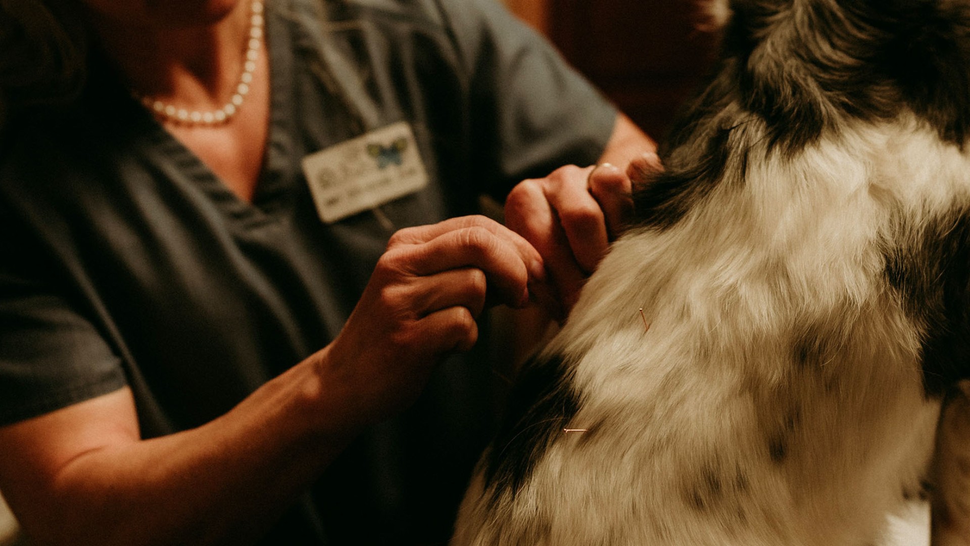 A vet staff treating a dog with acupuncture