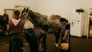 vet staff taking x-rays