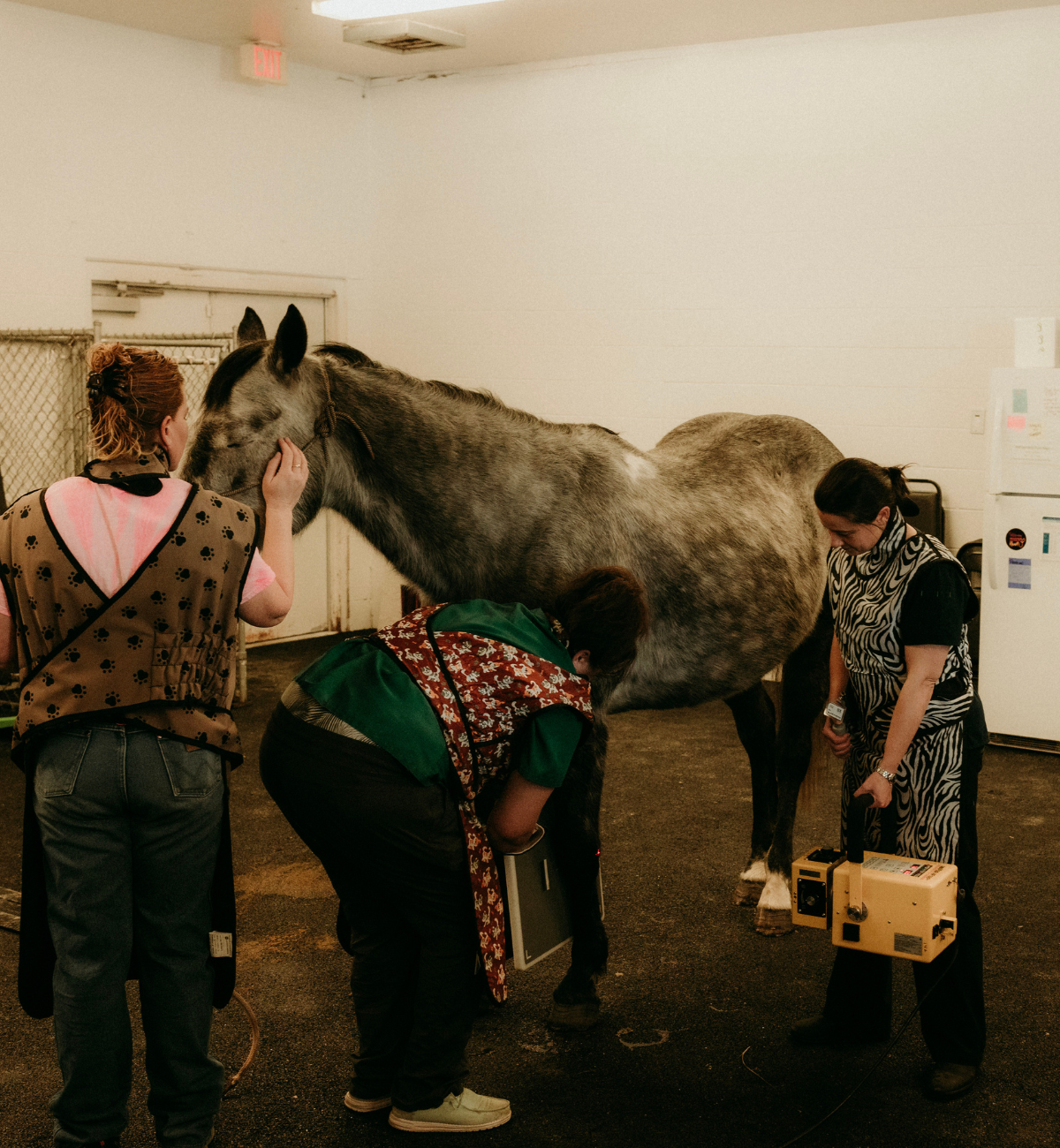 Vet examining horse