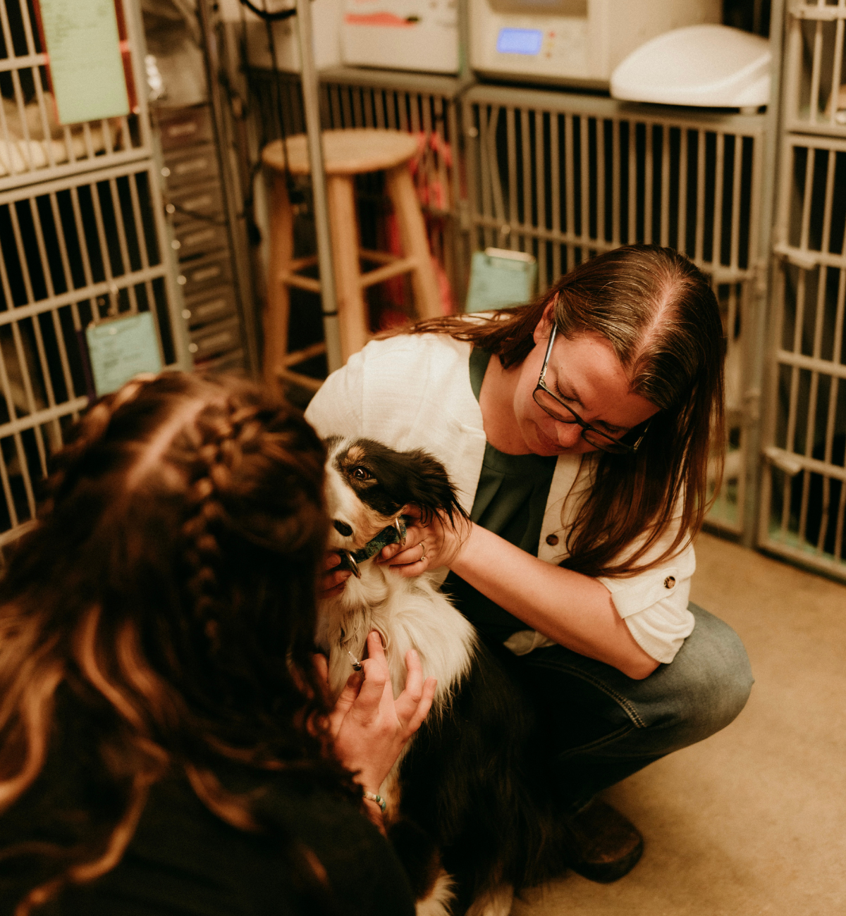 vets holding a dog