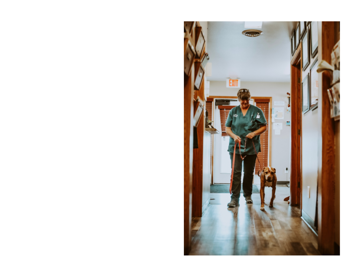 a collage of dog, cat and vet